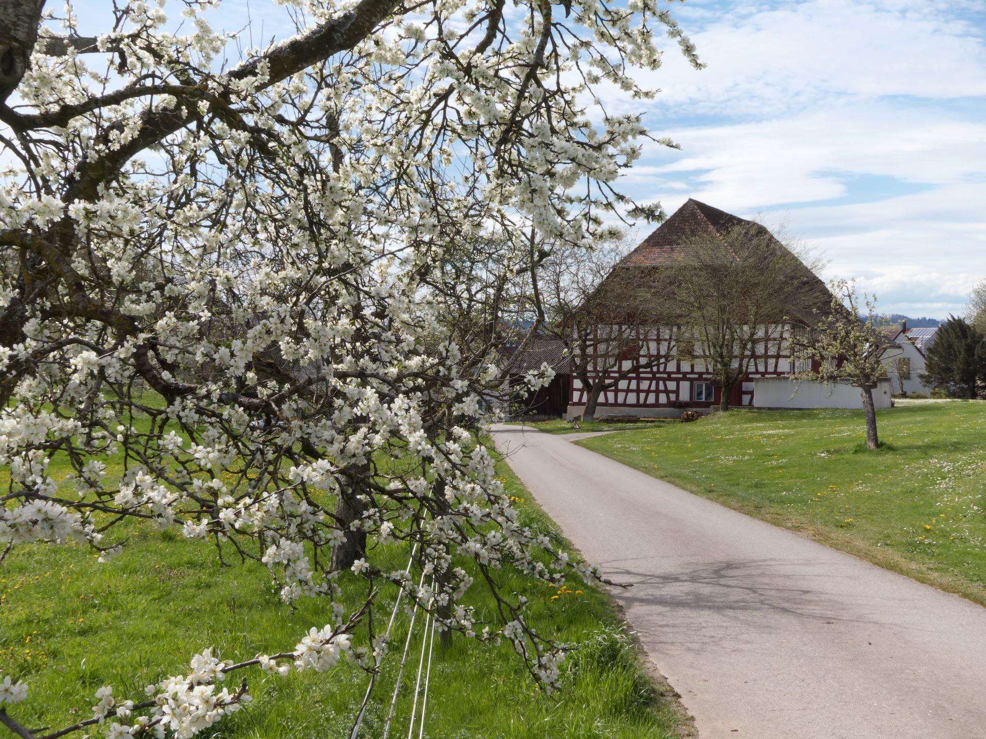 Blühender Obstbaum und traditionelles Fachwerkhaus – Ein blühender Obstbaum im Frühling vor einem malerischen Fachwerkhaus auf dem Land nahe dem Bodensee.